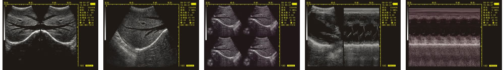 V-20掌上B型超聲診斷儀(動物版)一流的數(shù)字成像技術，圖像更清晰